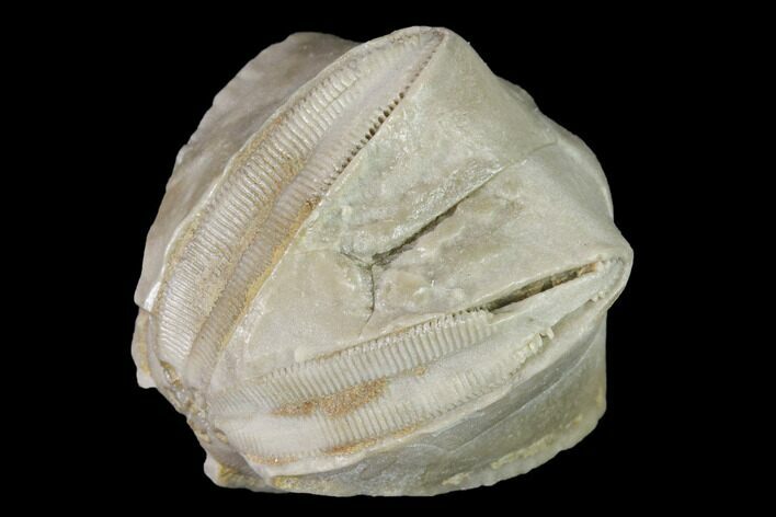 Blastoid (Pentremites) Fossil - Tennessee #142123